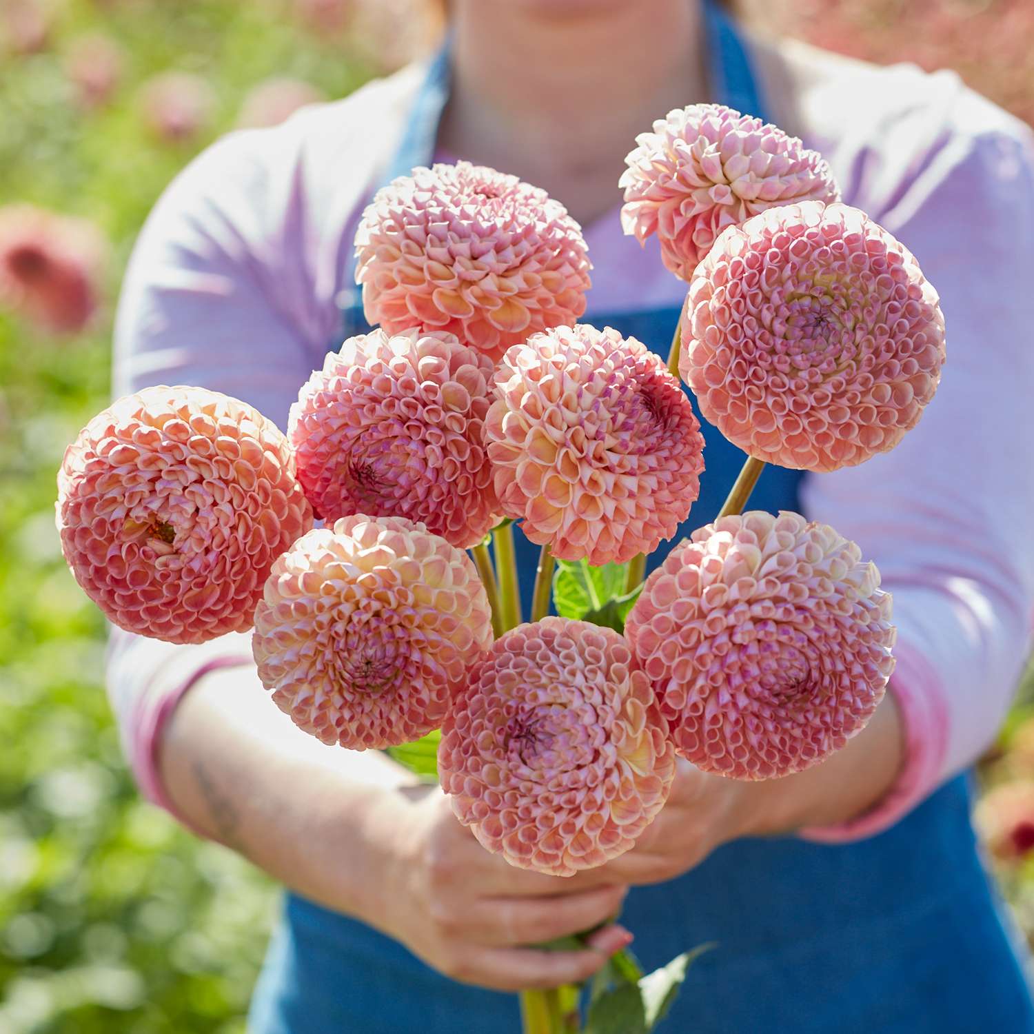 Dahlie ‘Ghislaine’ - Dahlia