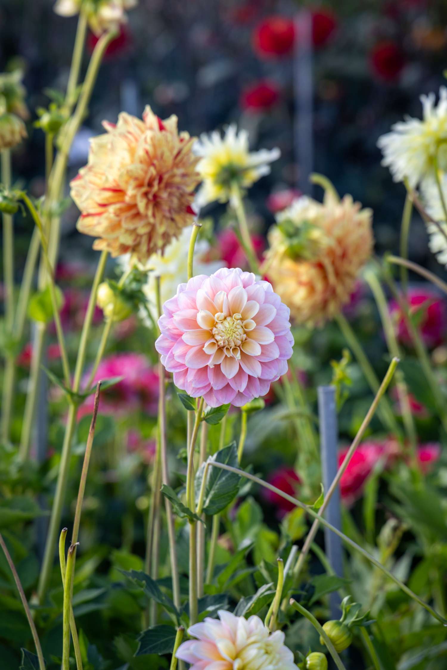 Dahlie ‘Giovanna’ - Dahlia