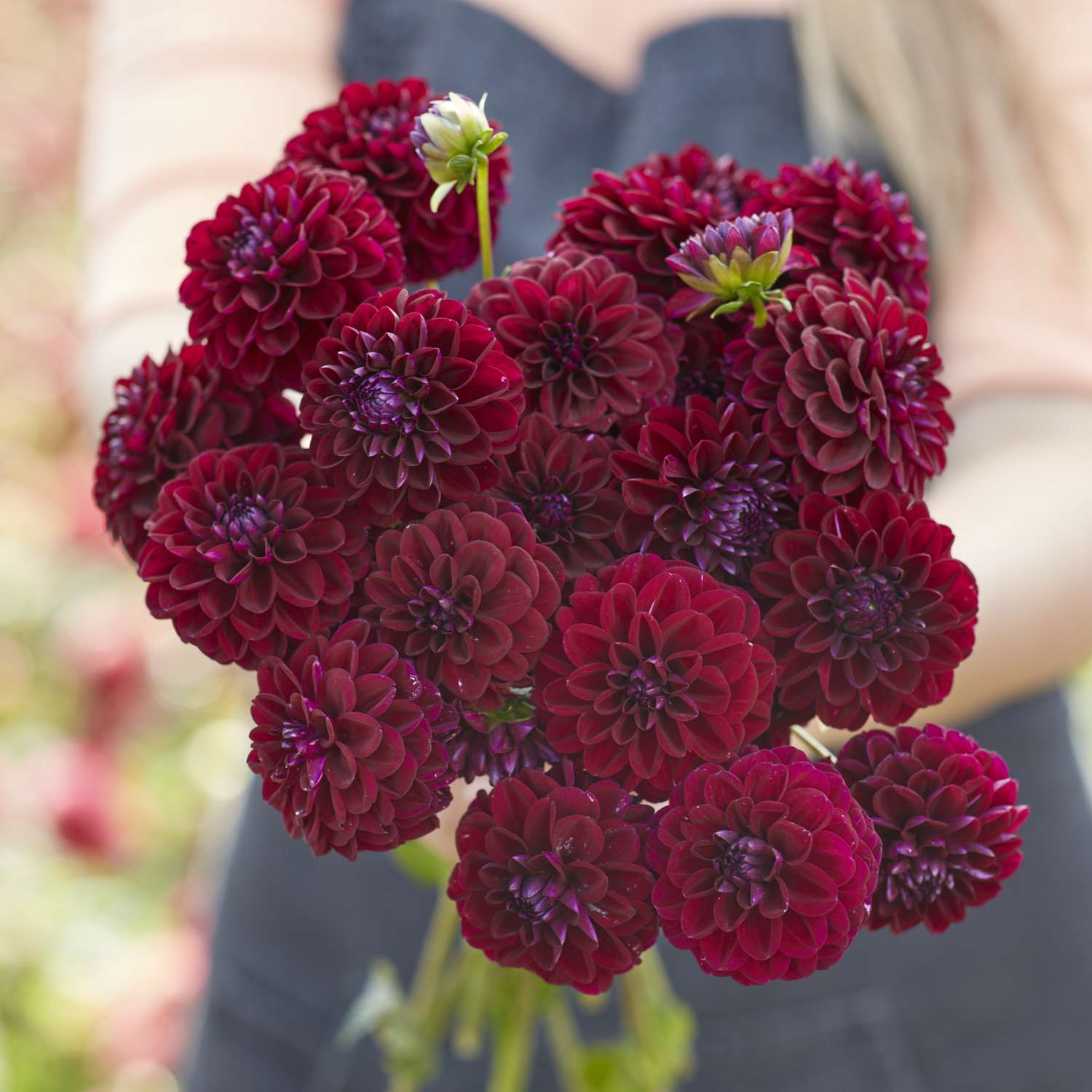 Dahlie 'Gipsy Night'