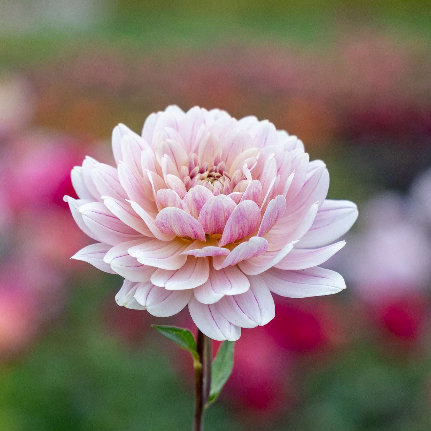 Dahlie ‘Glossy Annika’ - Dahlia