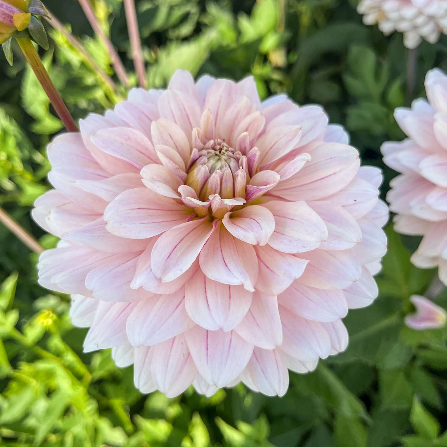 Dahlie ‘Glossy Annika’ - Dahlia