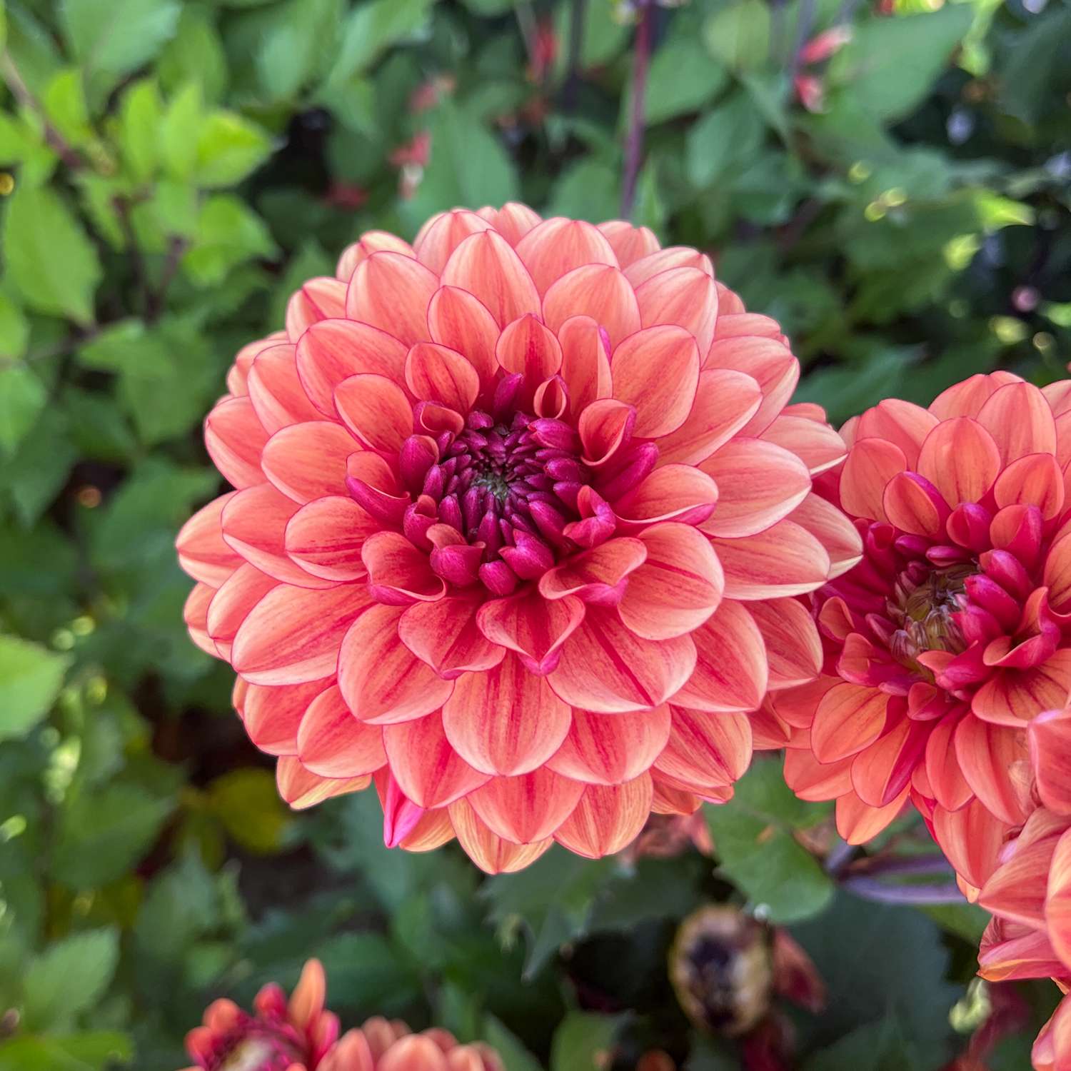 Dahlie ‘Glossy Bonanza’ - Dahlia