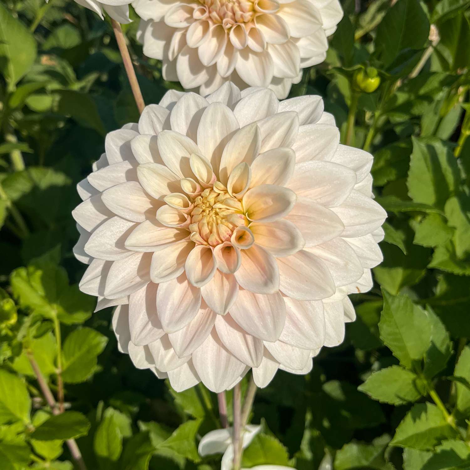 Dahlie ‘Glossy Carlita’ - Dahlia