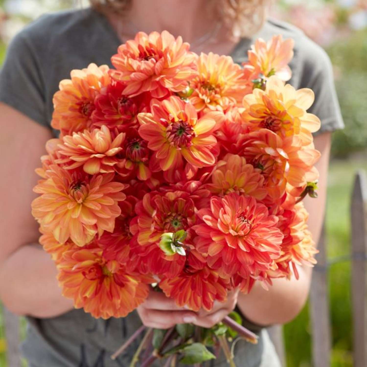 Dahlie ‘Graceland’ - Dahlia