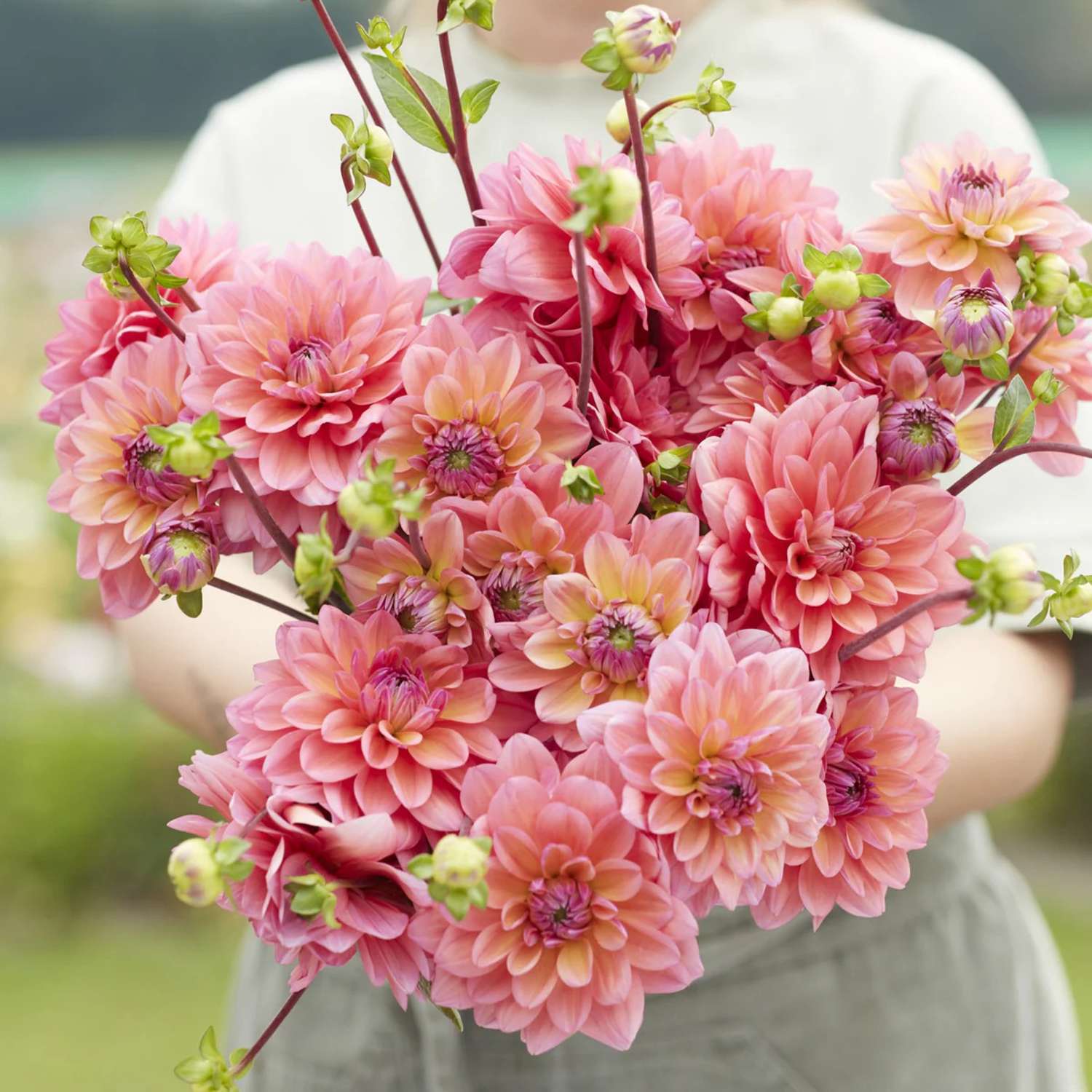 Dahlie 'Great Silence'