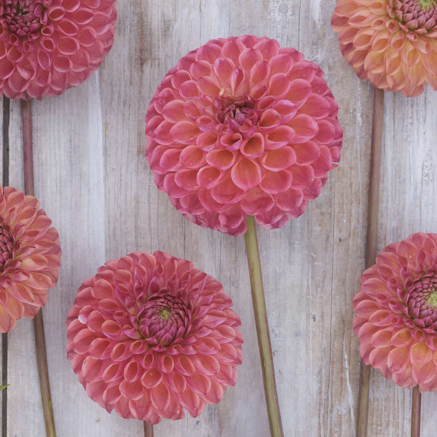 Dahlie ‘Hapet Coppery’ - Dahlia