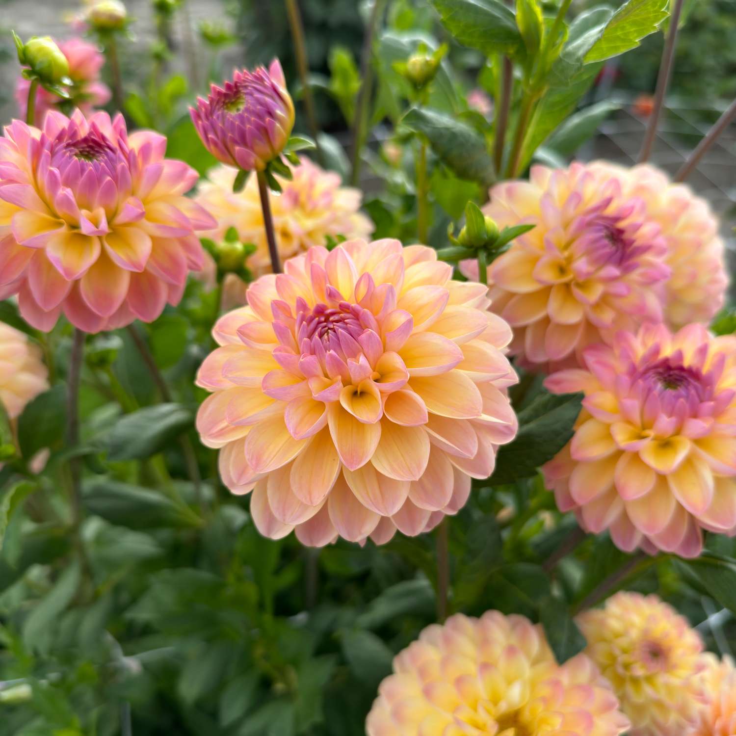 Dahlie ‘Hapet Pastell’ - Dahlia