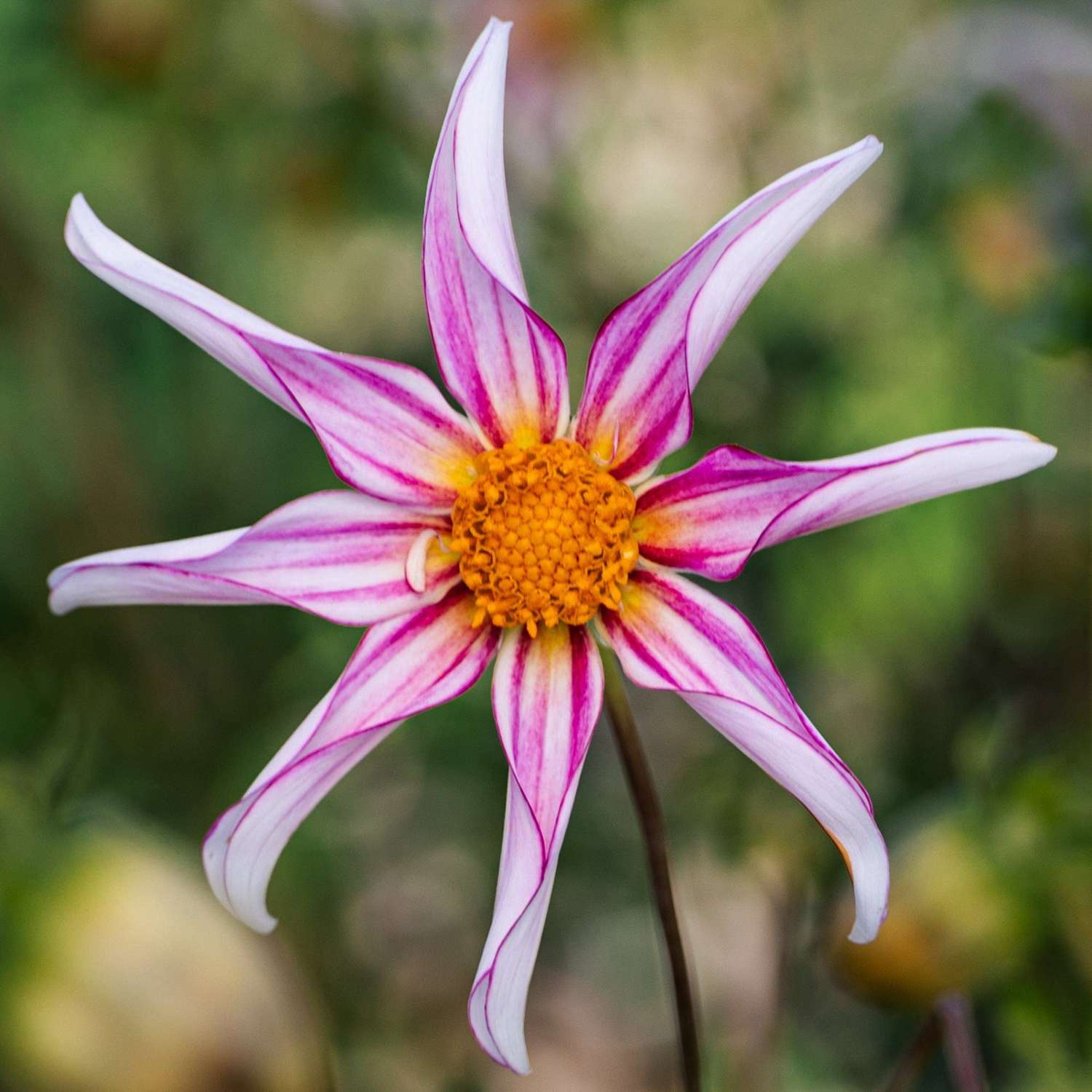 Dahlie 'Honka Fragile' - Dahlia