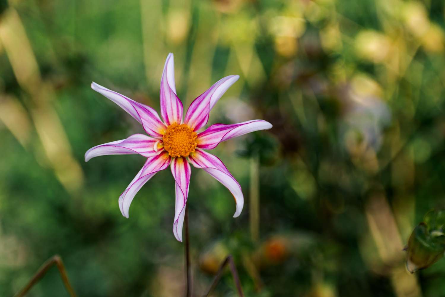 Dahlie 'Honka Fragile' - Dahlia