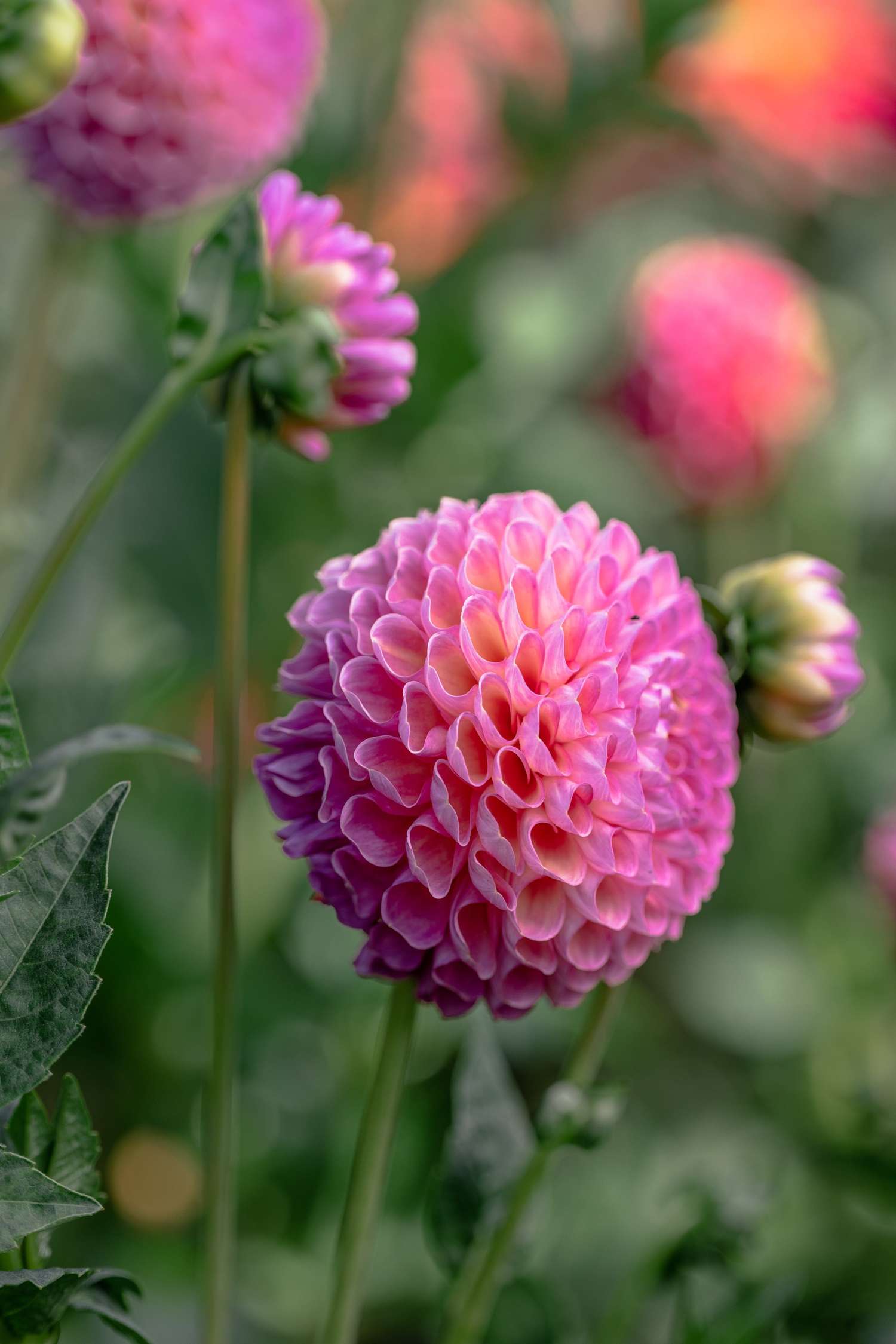 Dahlie 'Jowey Frambo'