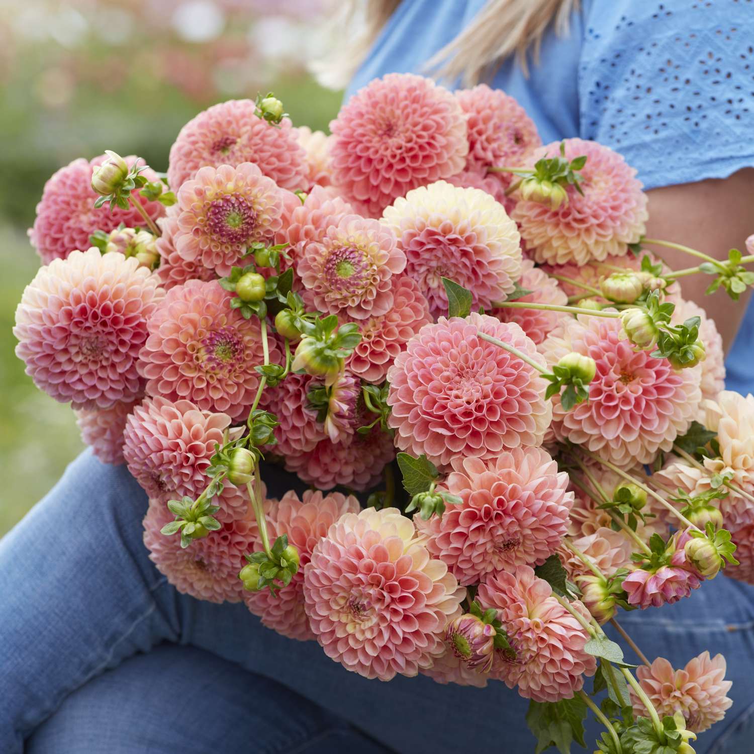 Dahlie 'Jowey Nicky'