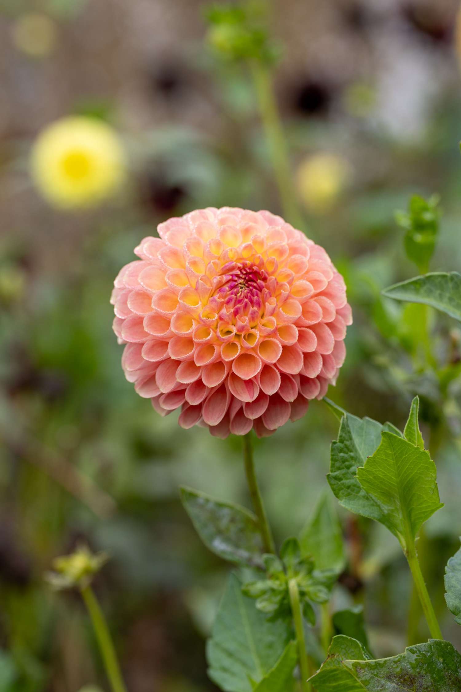 Dahlie 'Jowey Nicky'