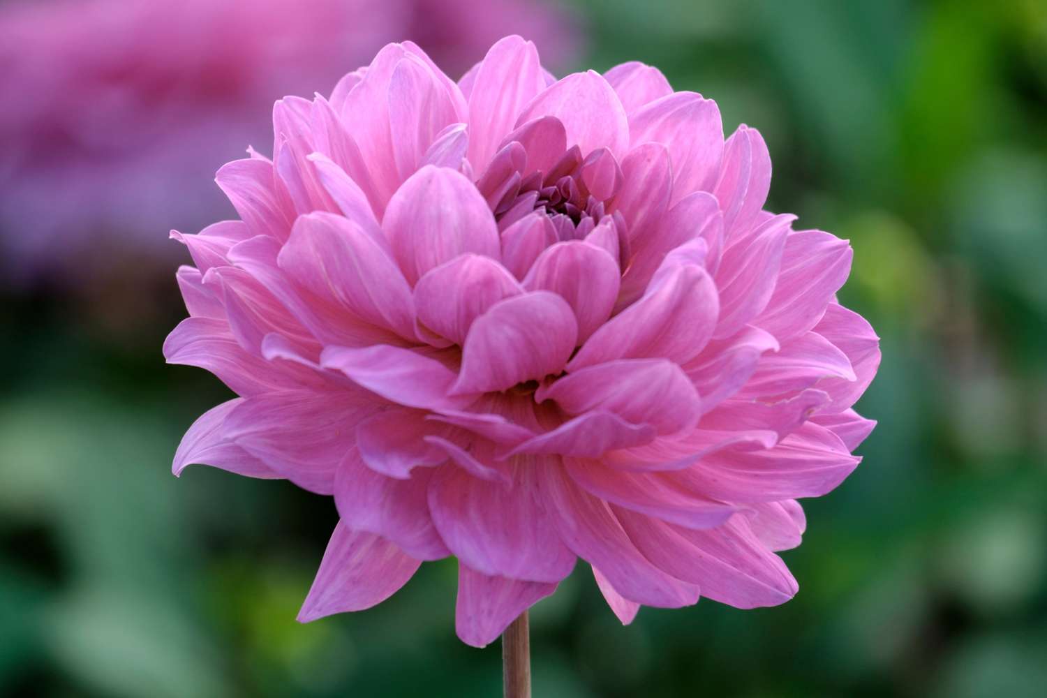 Dahlie 'Karma Lagoon'