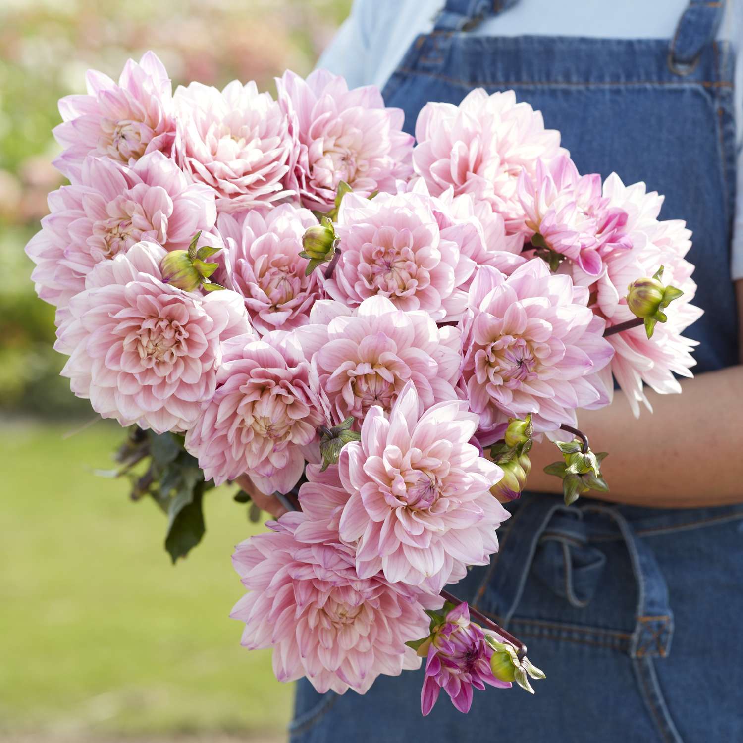 Dahlie 'Karma Prospero'