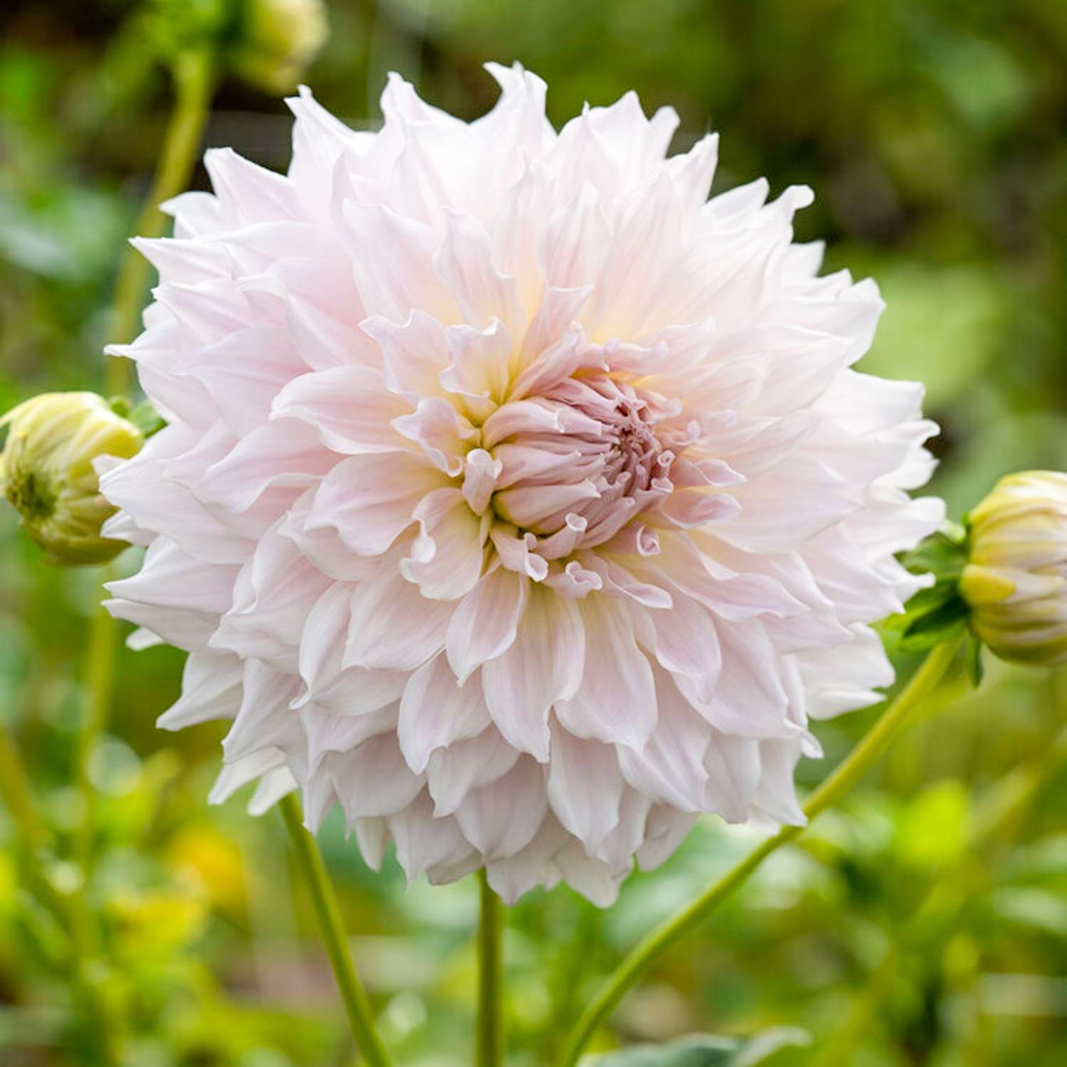 Dahlie ‘Ka’s Cloud’ - Dahlia
