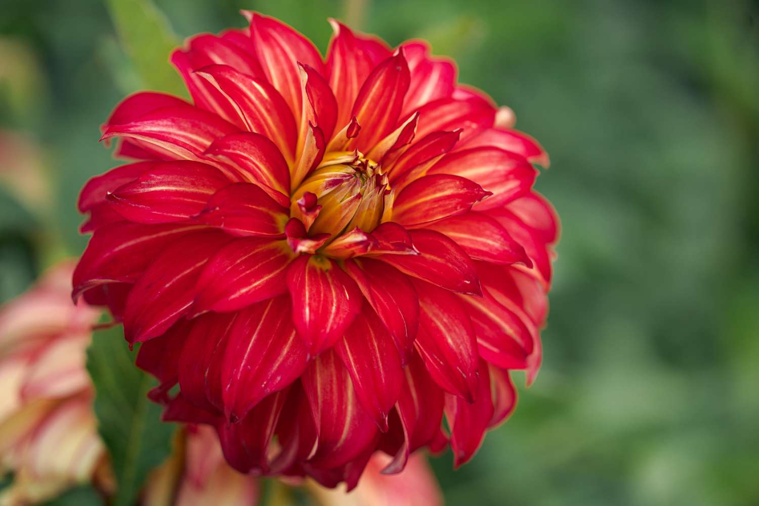 Dahlie 'Lady Darlene'