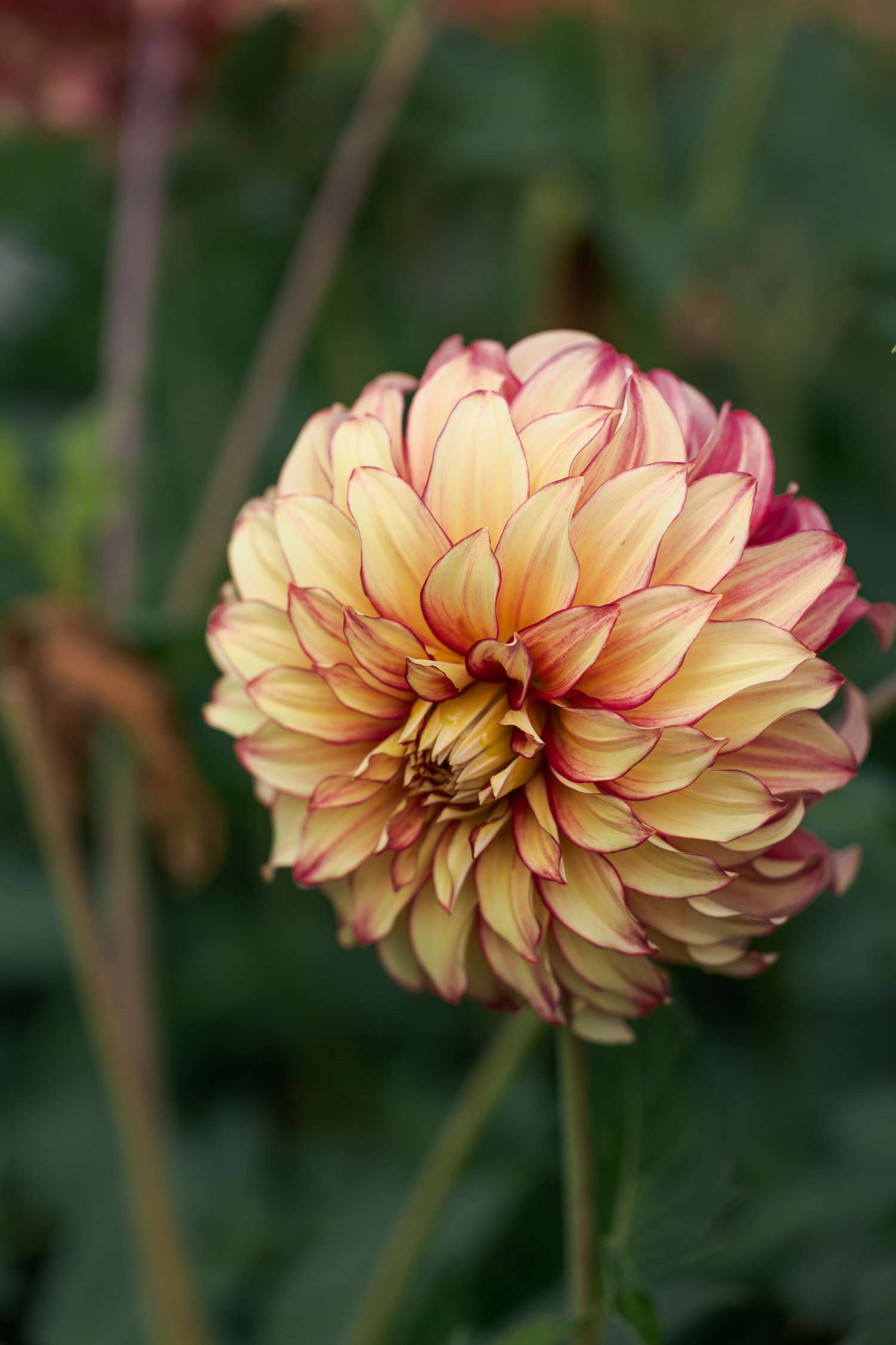 Dahlie 'Lady Darlene'