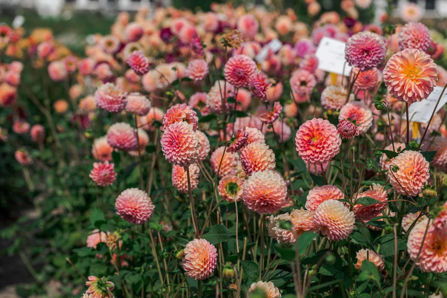 Dahlie 'Linda's Baby'