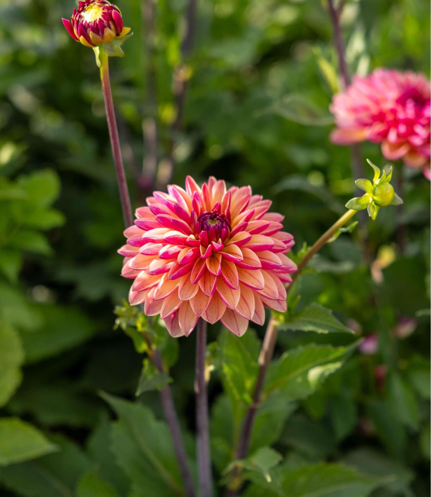Dahlie ‘Madame Antoinette’ - Dahlia