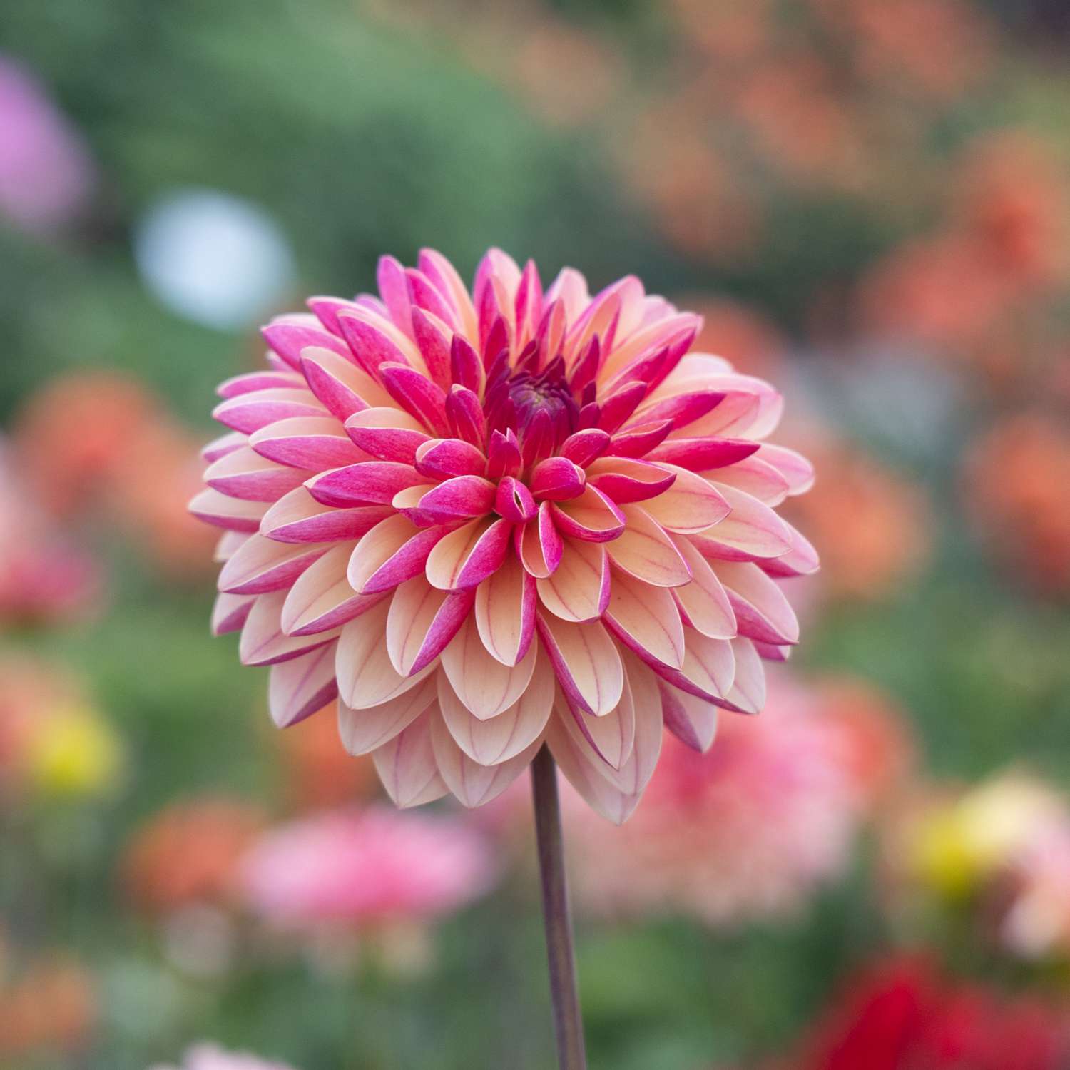 Dahlie ‘Madame Antoinette’ - Dahlia