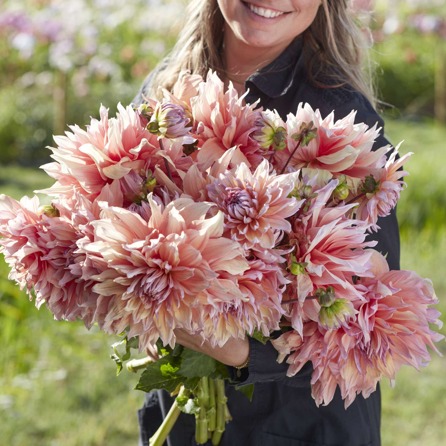 Dahlie 'Mango Madness'