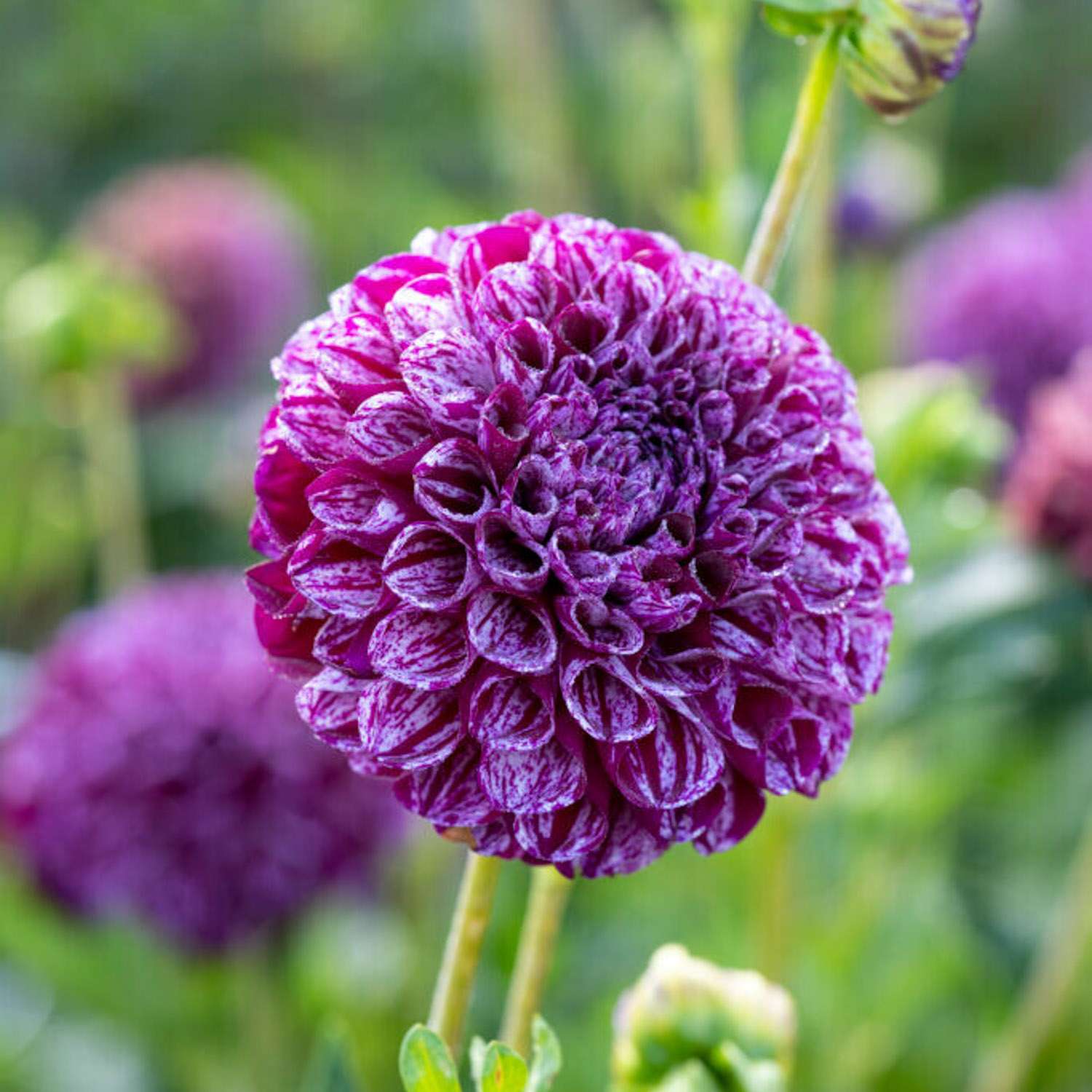 Dahlie 'Marble Ball'