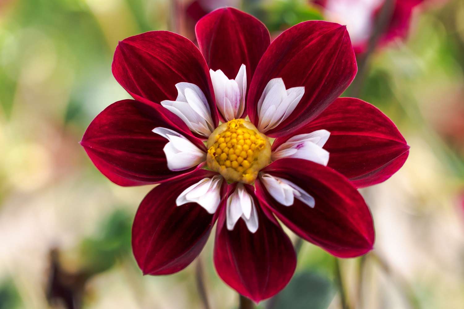 Dahlie 'Mary Evelyn'
