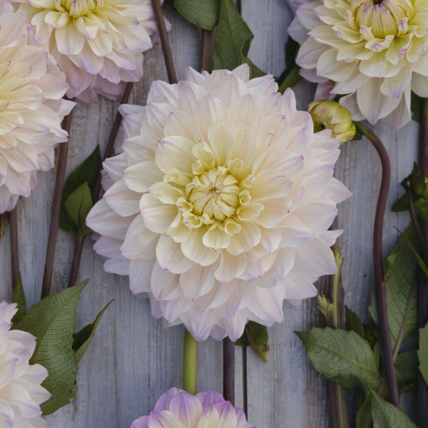 Dahlie ‘Masterclass’ - Dahlia