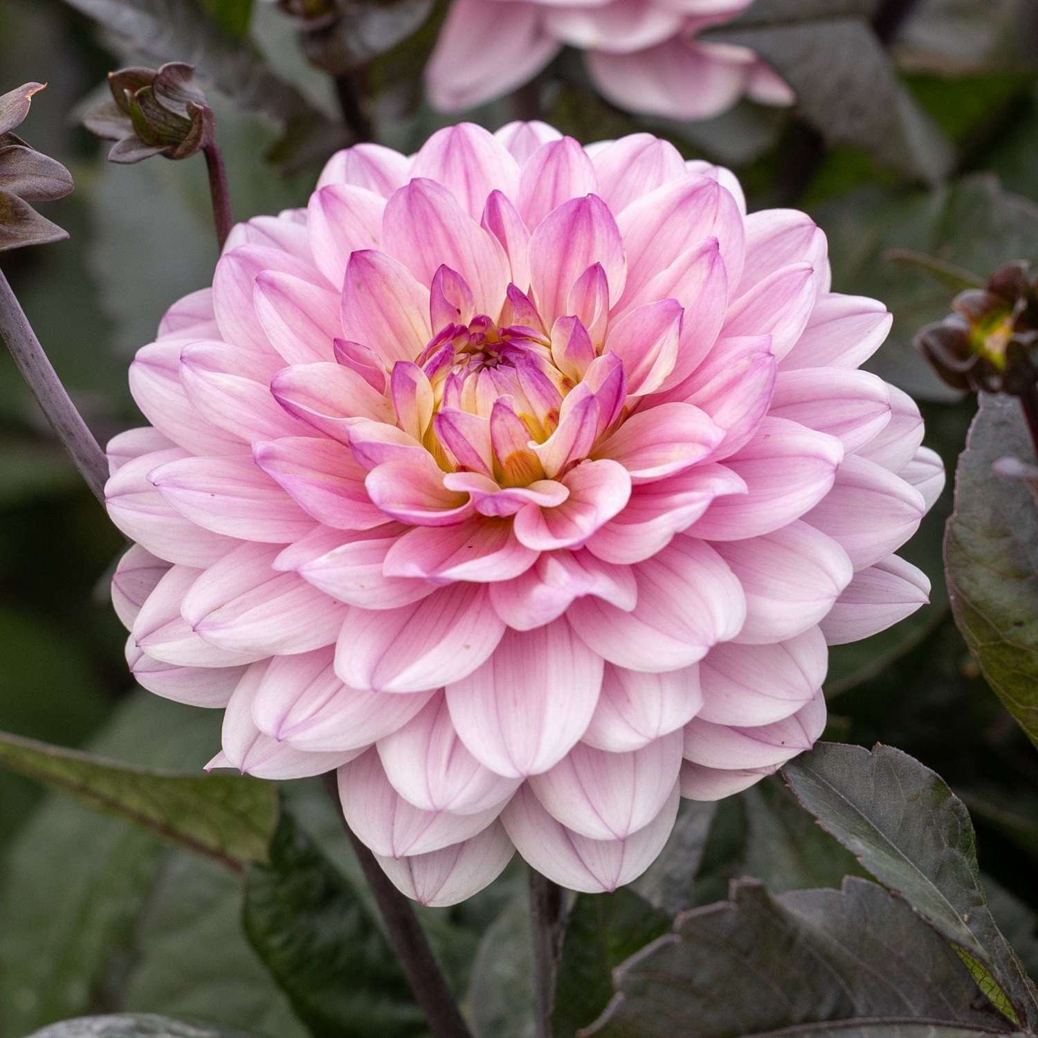 Dahlie 'Melody Harmony'