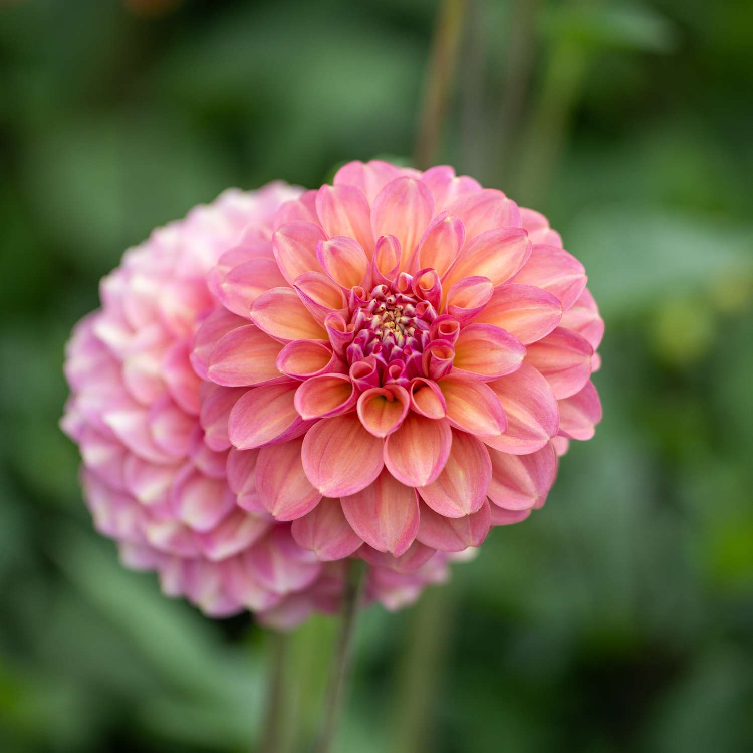 Dahlie ‘Milena Fleur’ - Dahlia