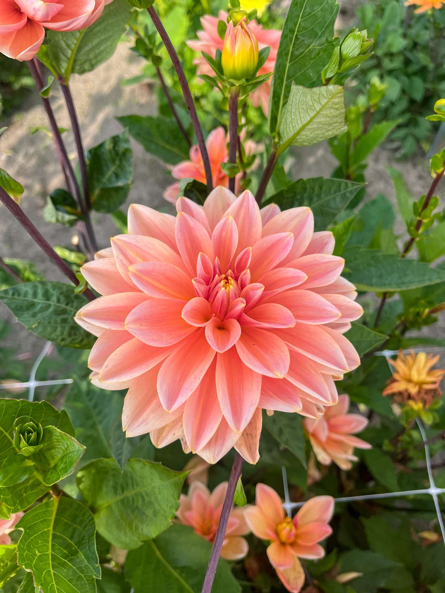 Dahlie 'Mister Frans'