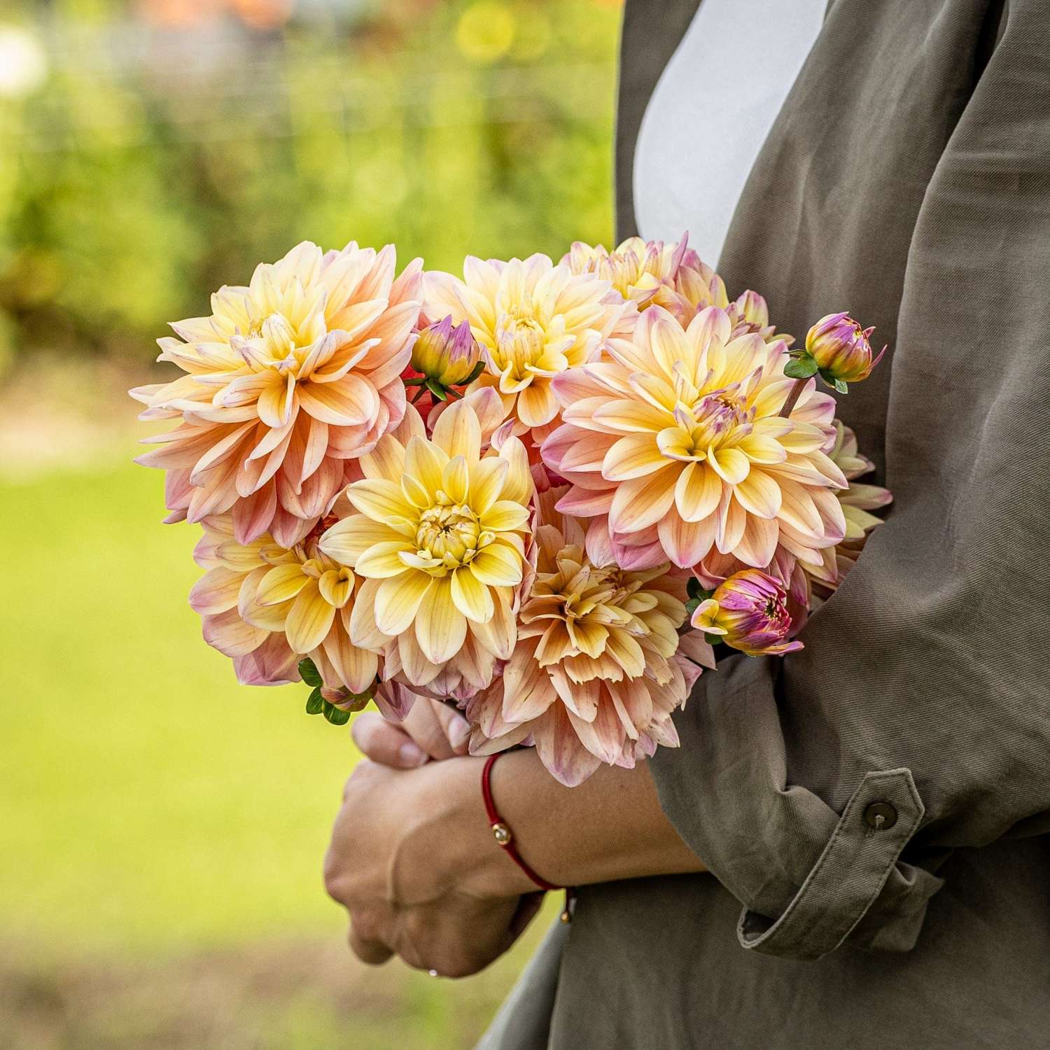 Dahlie ‘Mondriaan’