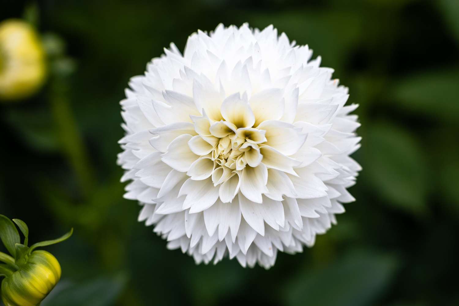 Dahlie 'Myama Fubuki'