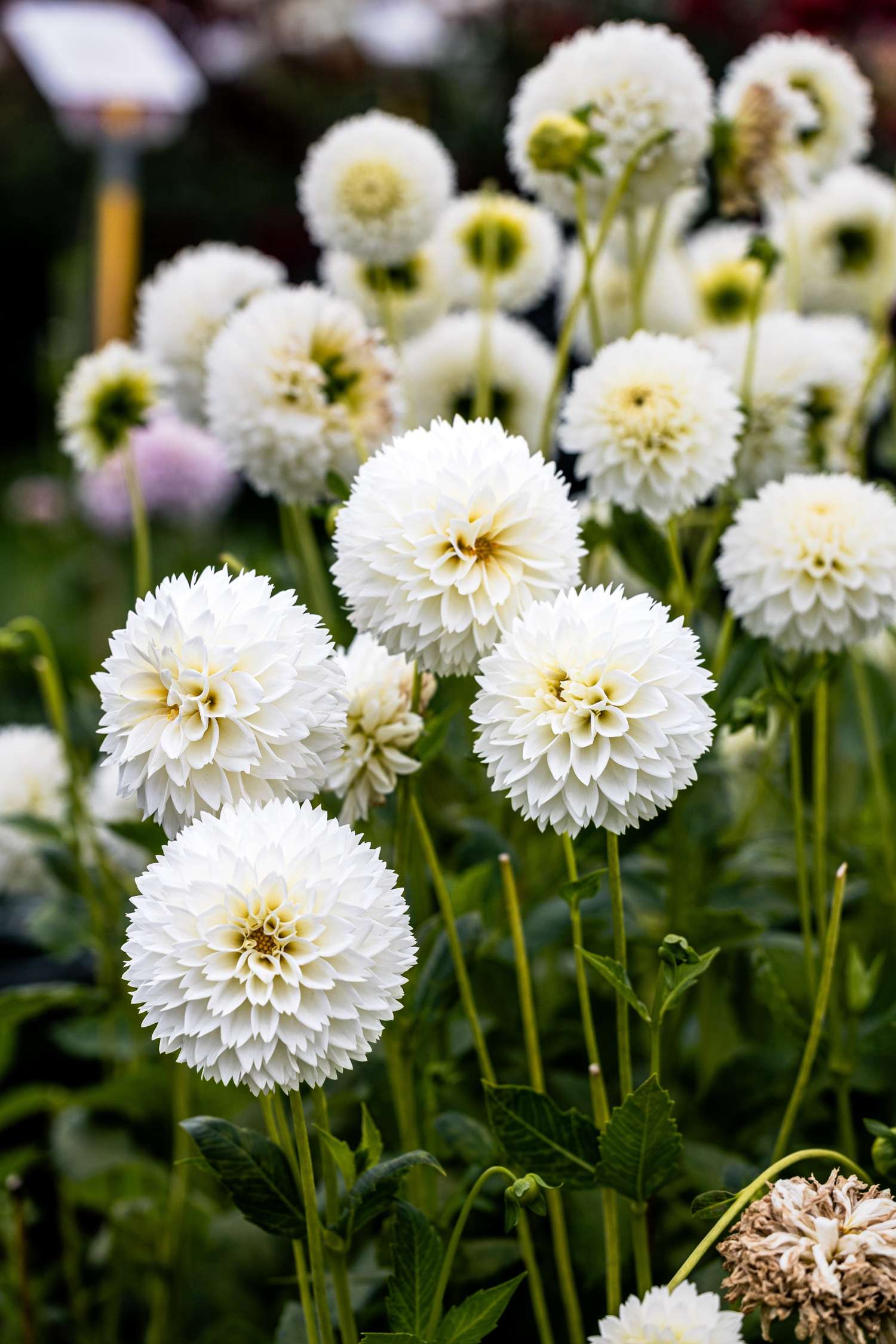 Dahlie 'Myama Fubuki'
