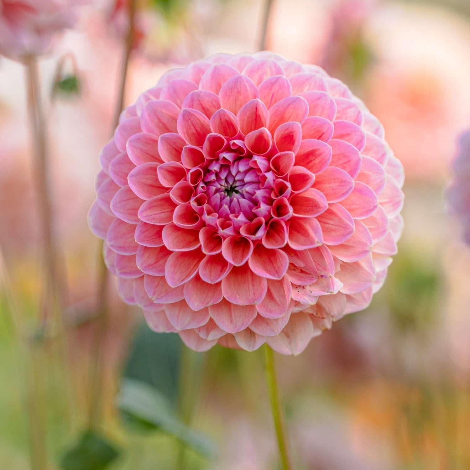 Dahlie ‘Natalie G’ - Dahlia