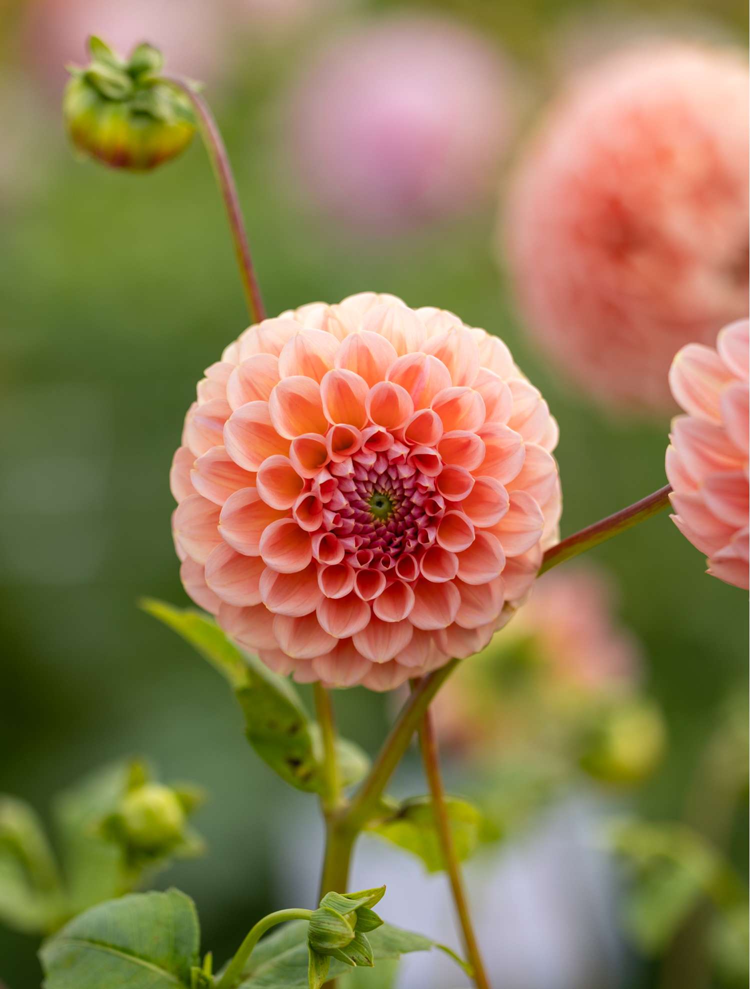 Dahlie ‘Natalie G’ - Dahlia