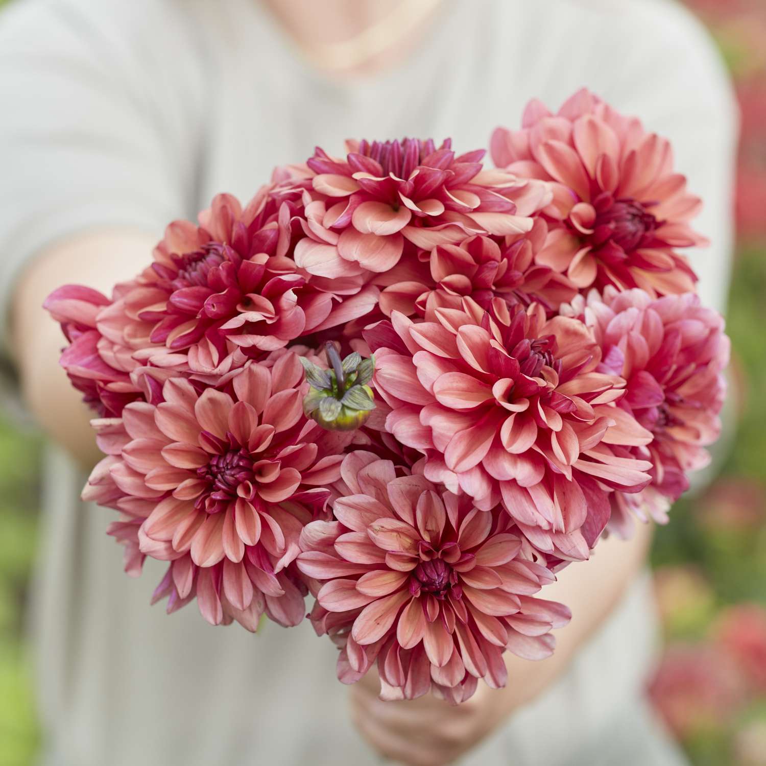 Dahlie 'Negroni Sunset'