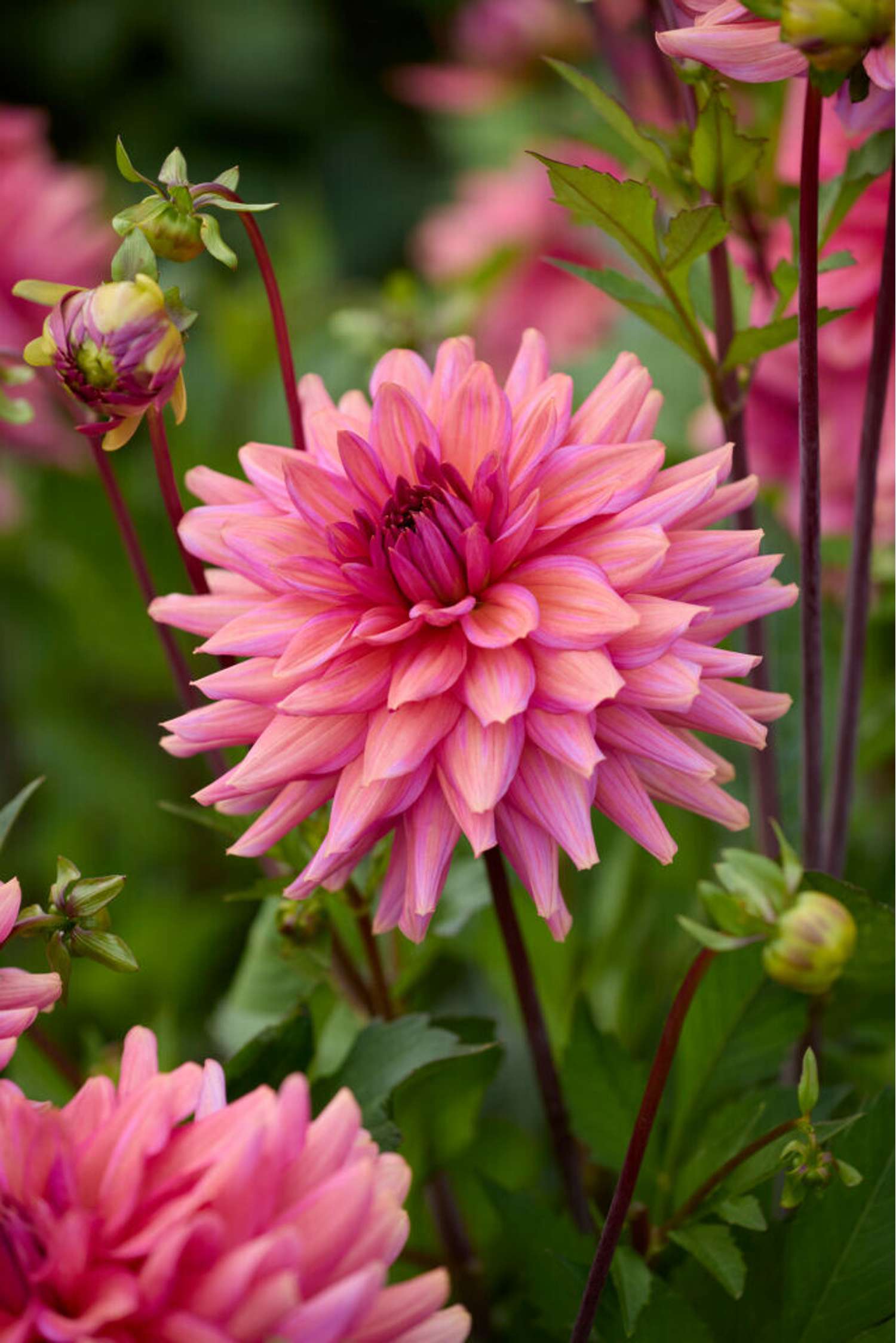 Dahlie 'Negroni Sunset'