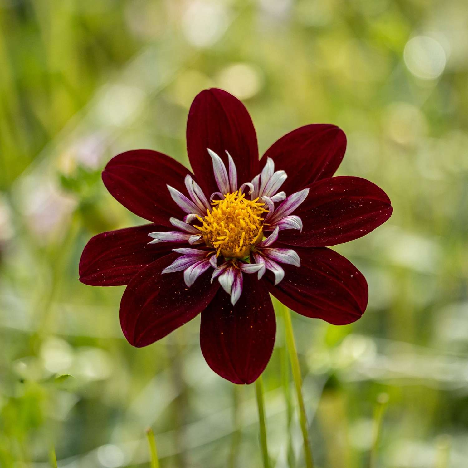 Dahlie 'Night Butterfly'