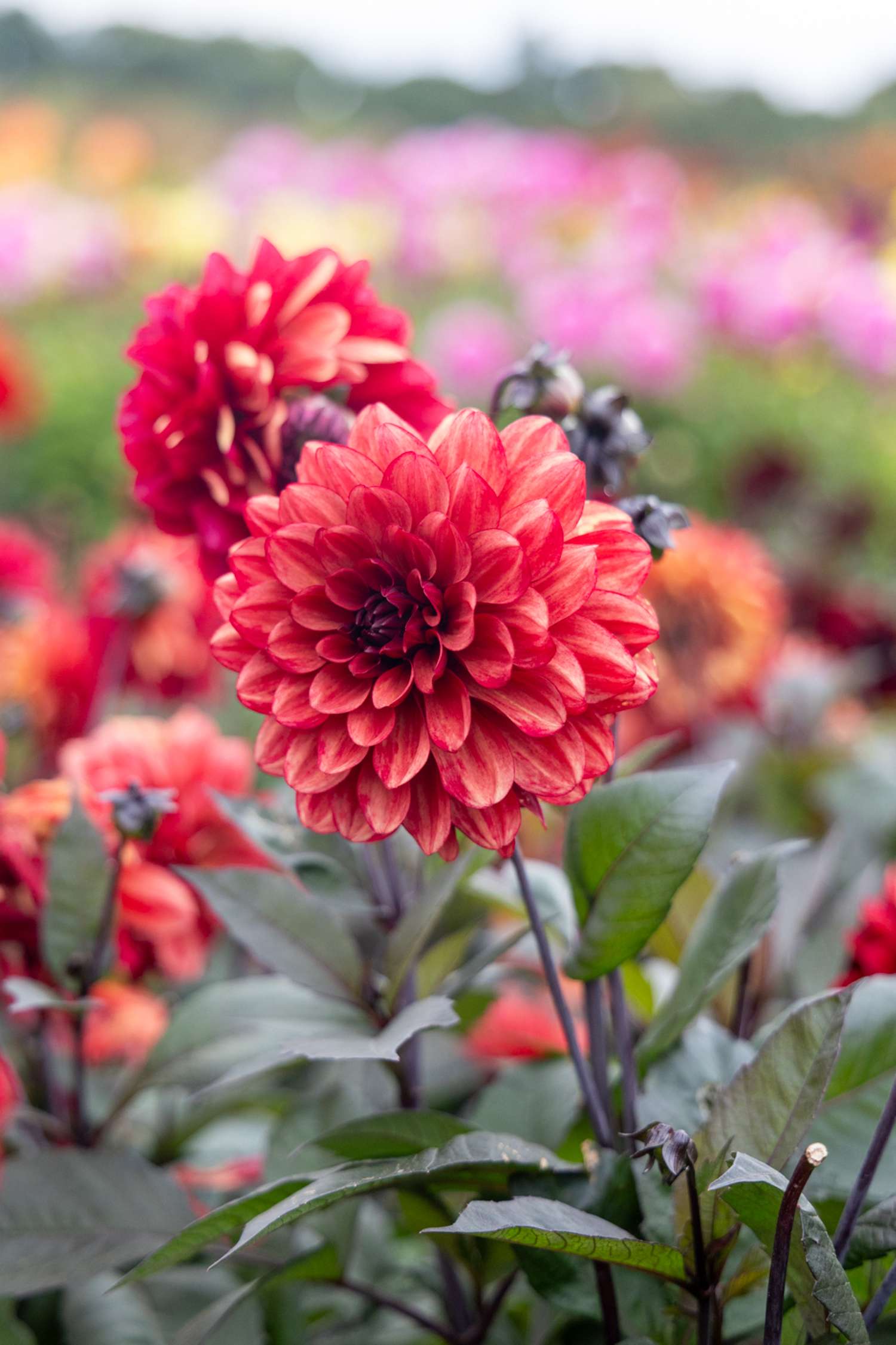 Dahlie ‘Orient Express’ - Dahlia