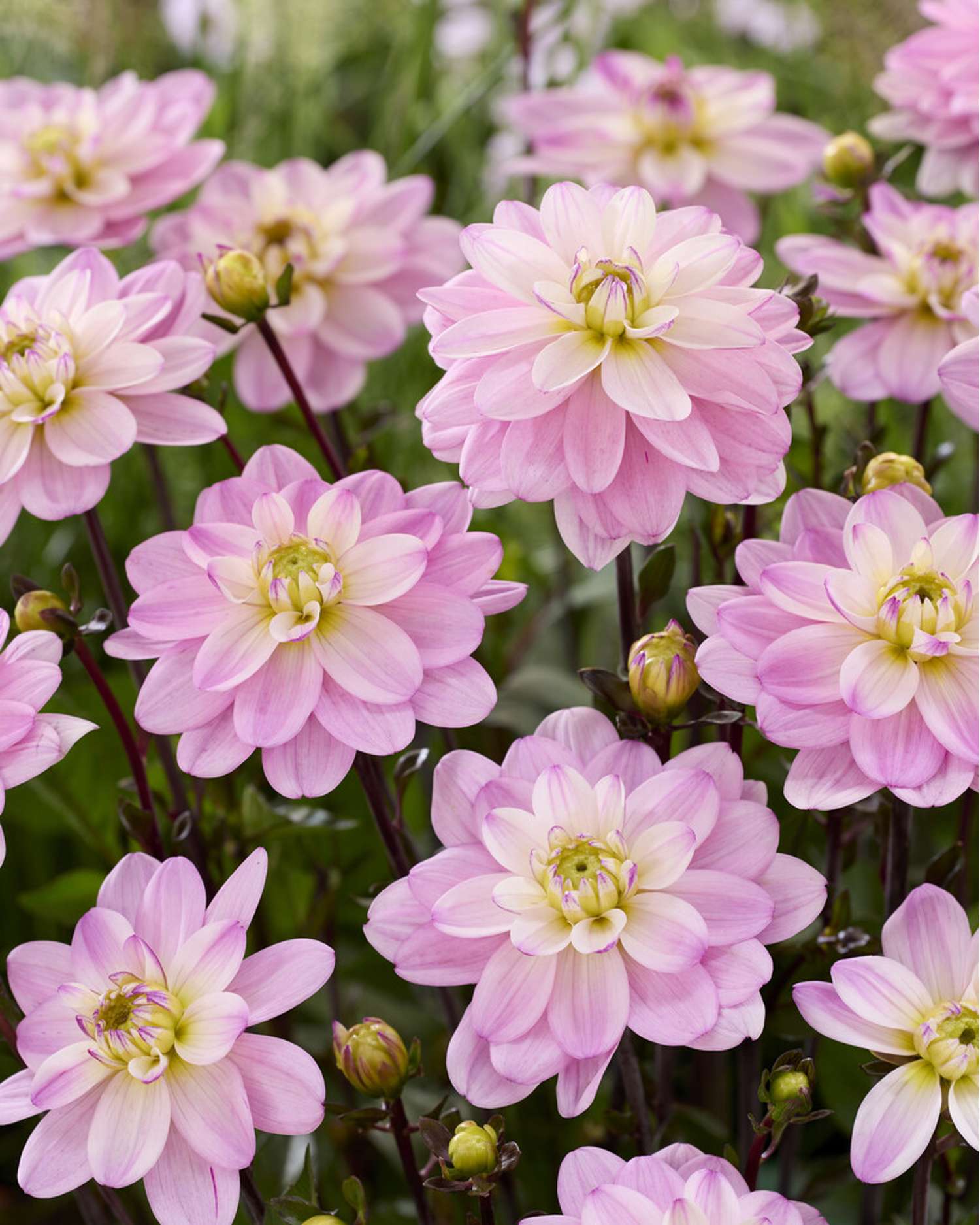 Dahlie ‘Pacific Jewel’ - Dahlia