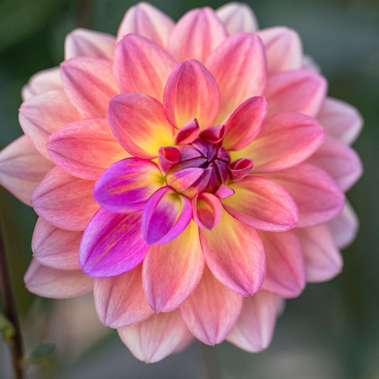 Dahlie 'Pacific View'