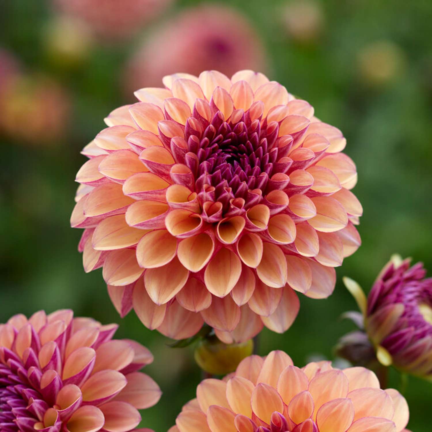 Dahlie ‘Palmares’ - Dahlia