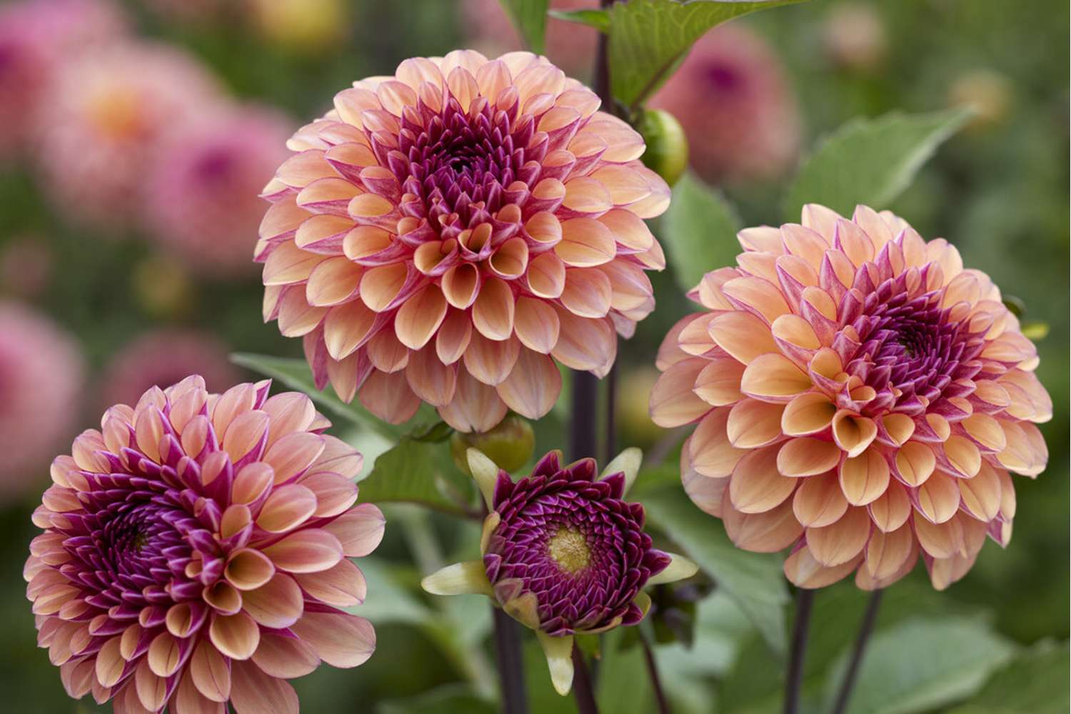 Dahlie ‘Palmares’ - Dahlia
