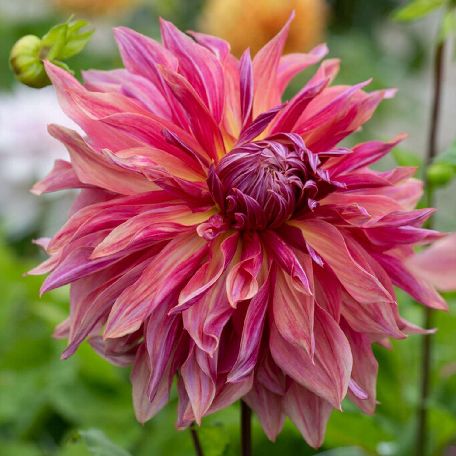 Dahlie 'Penhill Dark Monarch'