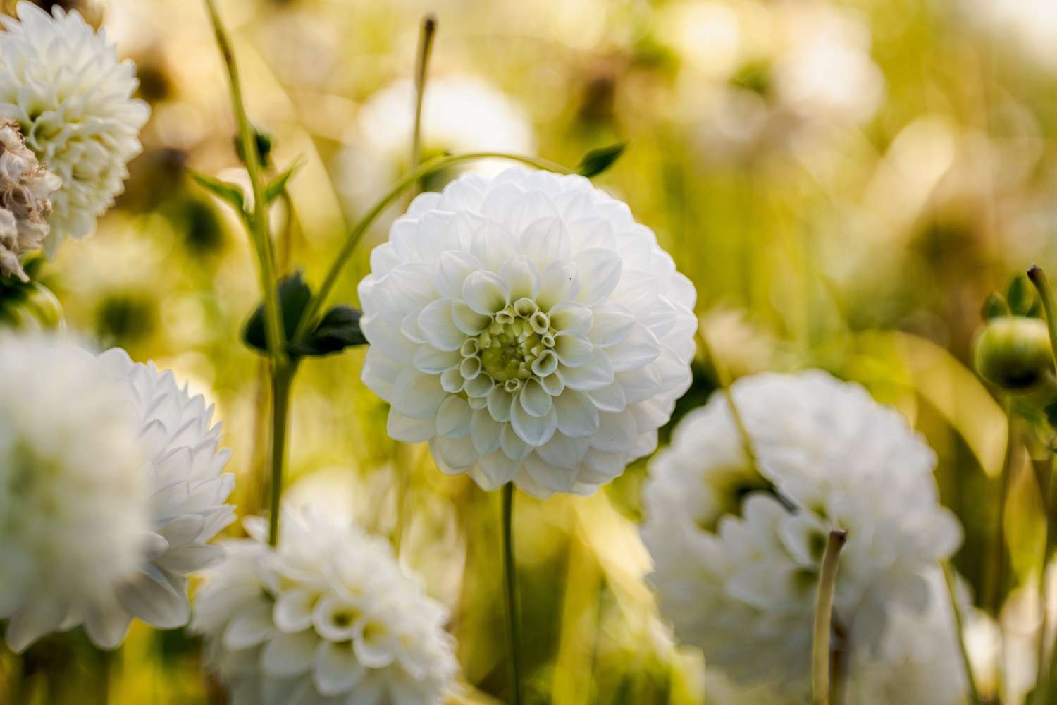 Dahlie 'Petra's Wedding'