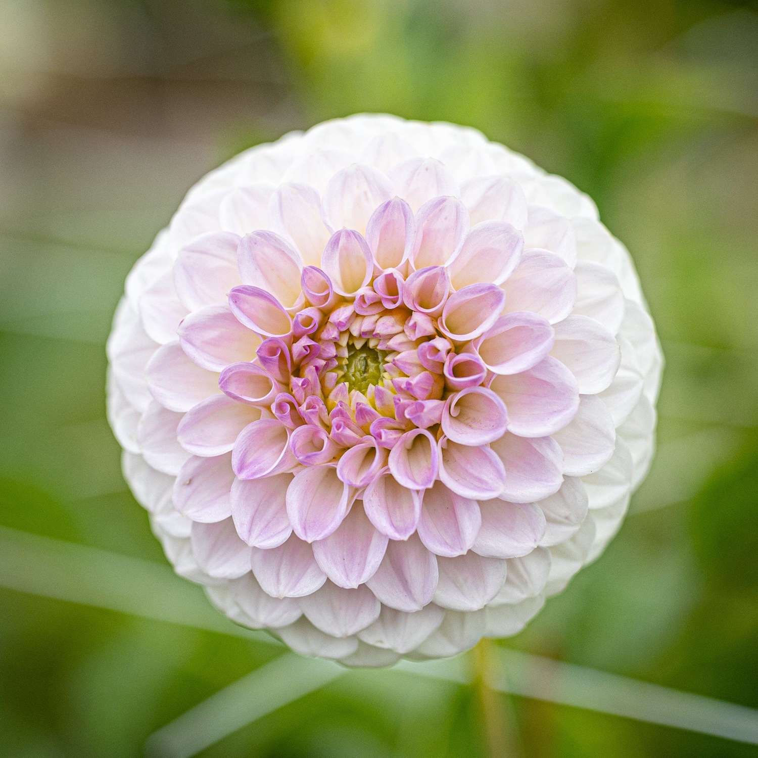 Dahlie 'Pink Pearl'