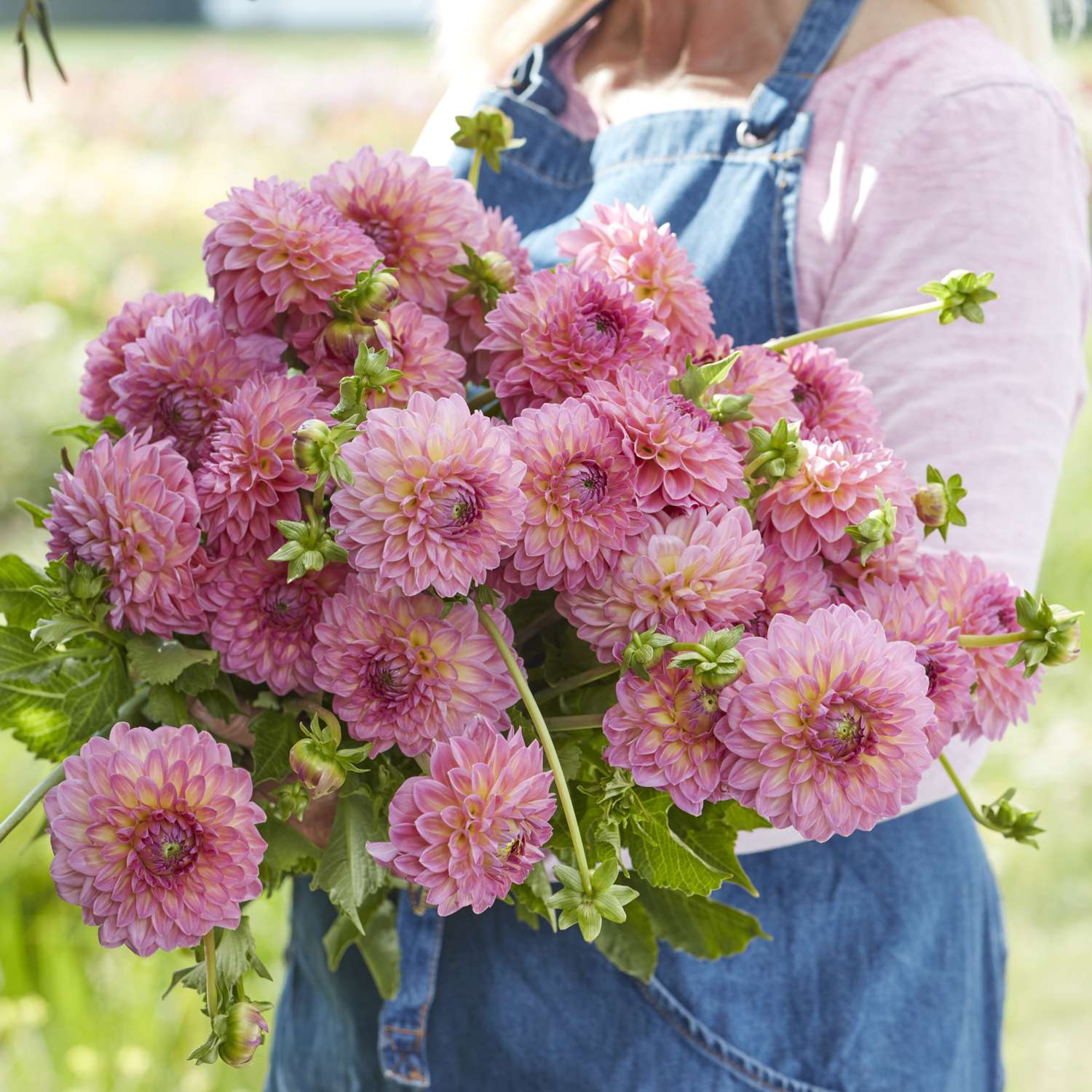Dahlie 'Pink Suffusion'