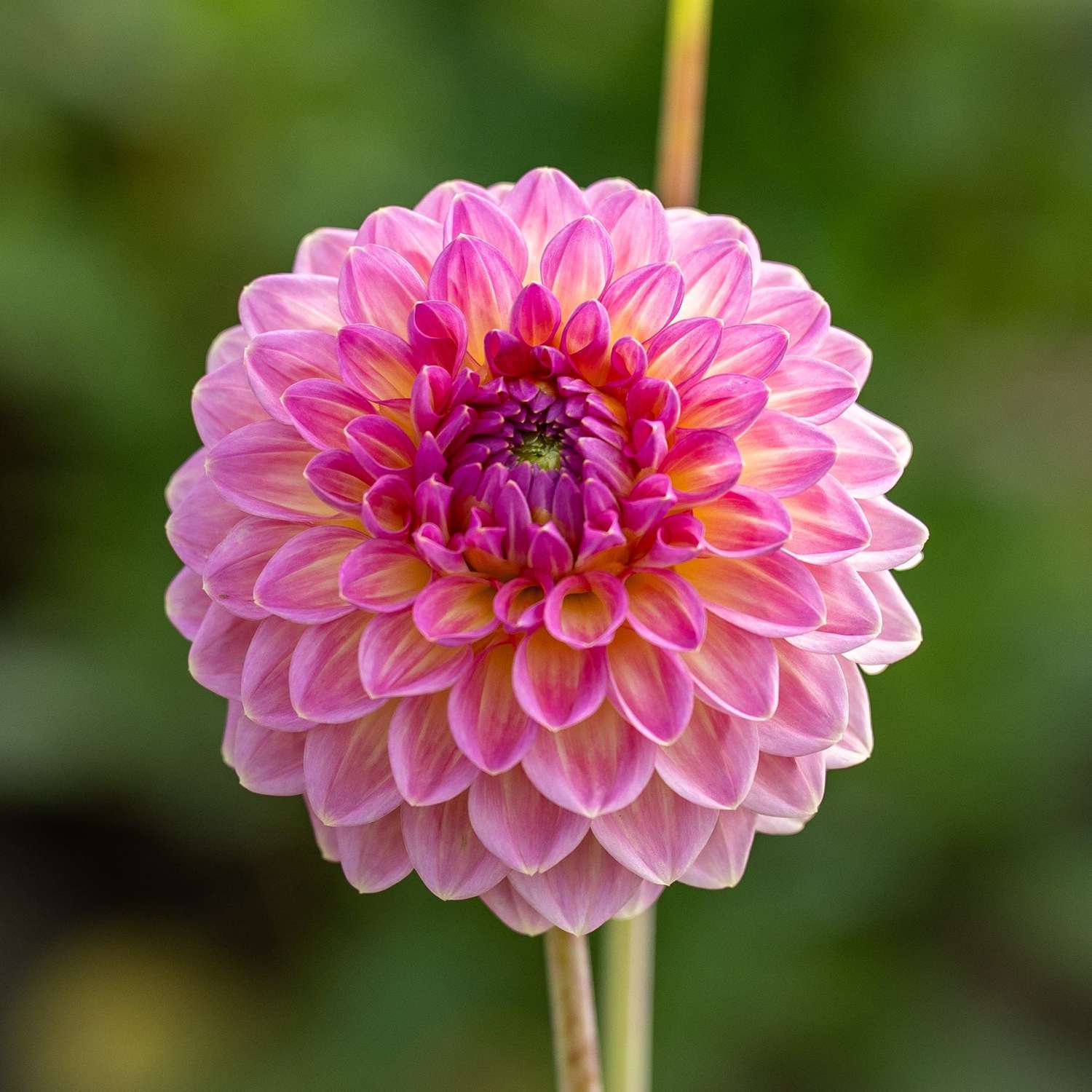 Dahlie 'Pink Suffusion'