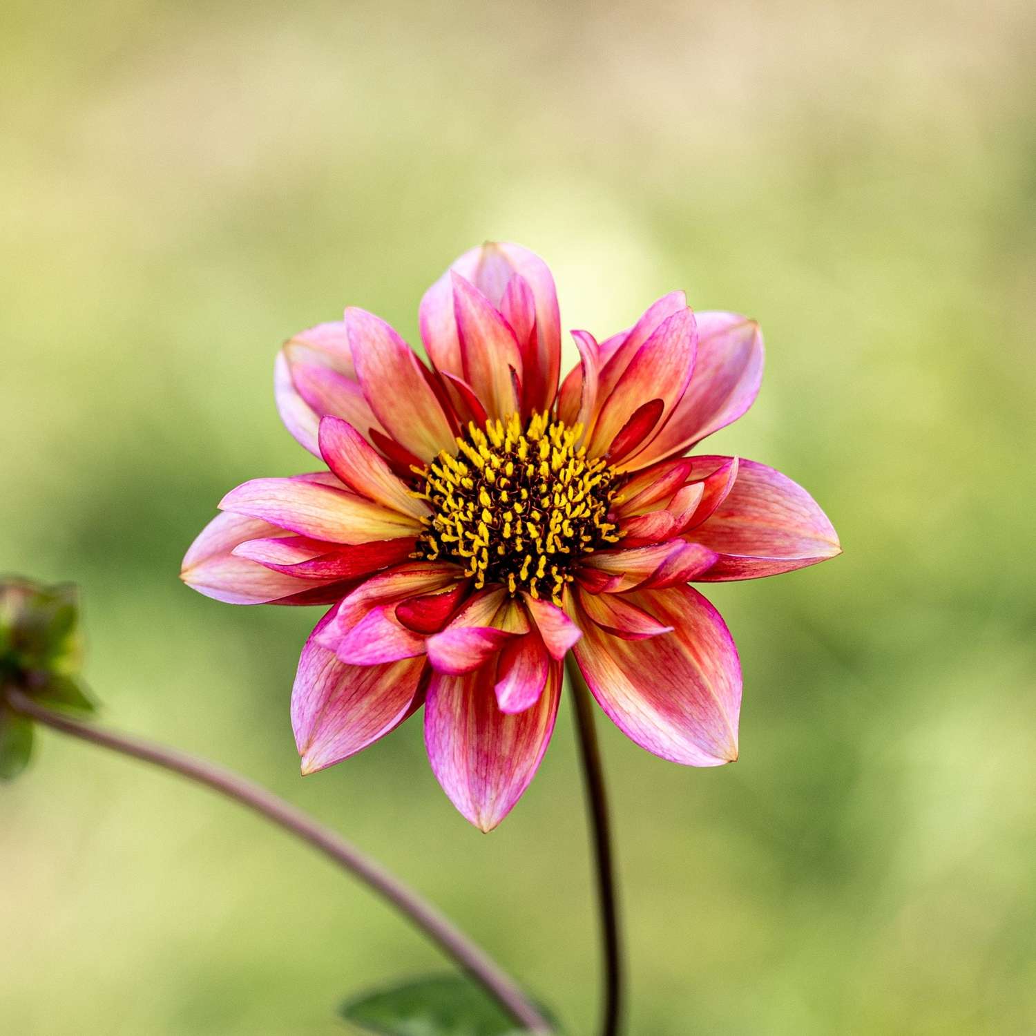 Dahlie 'Princess Nadine'